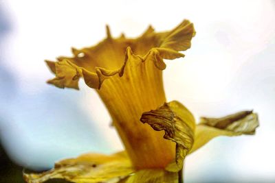 Close-up of yellow flower