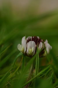 Close-up of white flowering plant