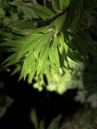 Close-up of wet leaves