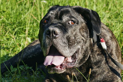 Close-up portrait of black dog