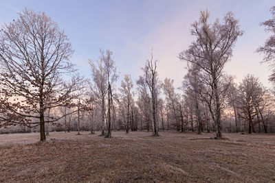 Bare trees on landscape against sky