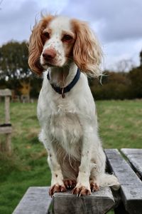 Portrait of dog sitting on wood