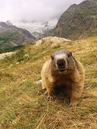 Marmot on grass at mountain