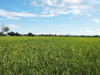 Scenic view of agricultural field against sky