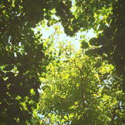 Low angle view of fruits on tree in forest