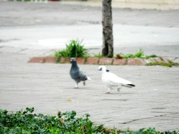 Seagull perching on ground