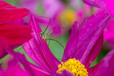 Close-up of spider on pink flower