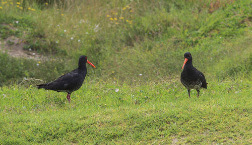 Black bird on field