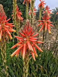 Close-up of red flower