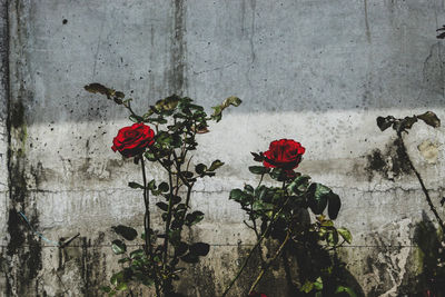 Close-up of red rose against wall