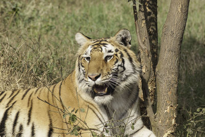 Close-up portrait of tiger relaxing on tree trunk