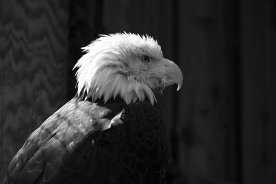 Close-up of bird perching on wall