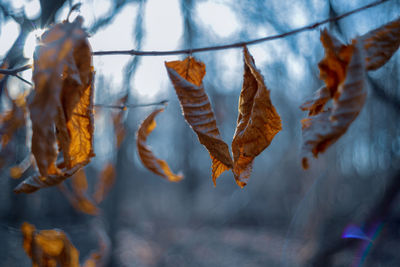 Close-up of dry leaves against blurred background