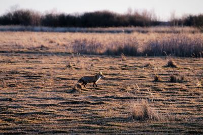 Fox in the field hunting in a cold morning.