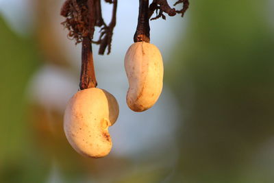 Close-up of fruit growing on tree