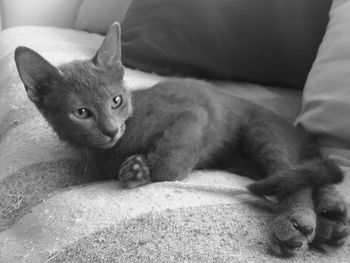 Portrait of cat relaxing at home