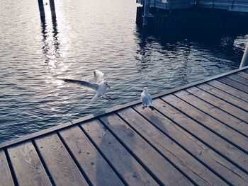 Bird perching in water