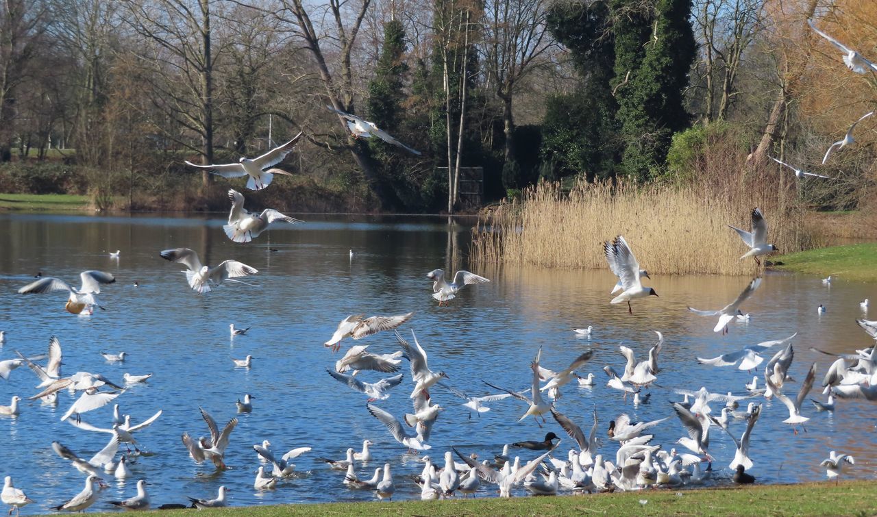 FLOCK OF BIRDS FLYING OVER LAKE