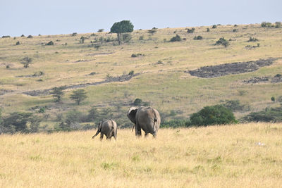 Elephants on field