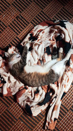 High angle view of cat resting