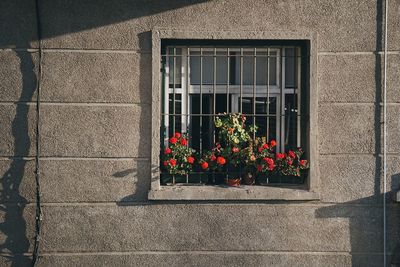 Potted plant on window of building