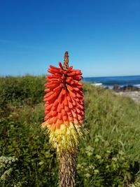 Close-up of red flowering plant against clear sky