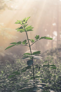 Close-up of plant growing on field