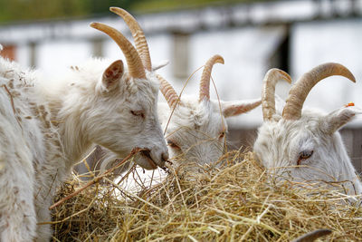 High angle view of goat on field