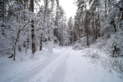 Trees on snow covered landscape