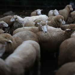 Flock of sheep on land 