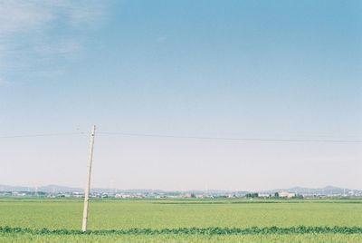 Scenic view of agricultural field against clear sky