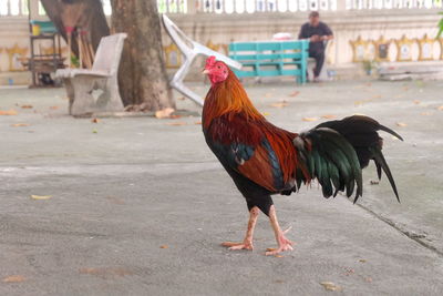 Close-up of rooster