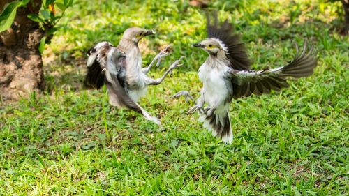 Birds on field