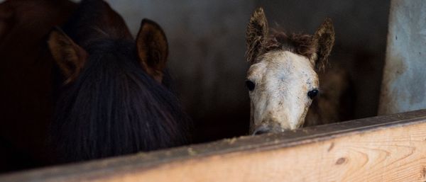 Close-up of horses in stable