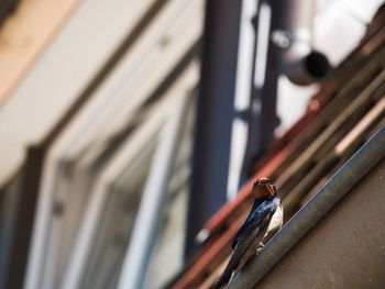 Close-up of bird on railing against wall