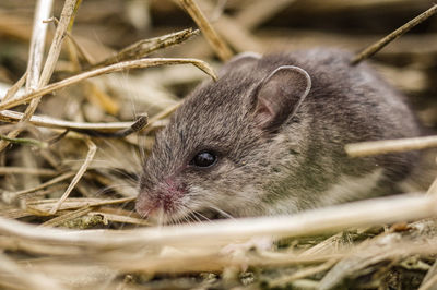 Close-up of an mouse 