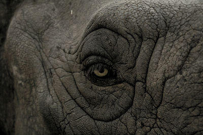 Extreme close-up of rhinoceros