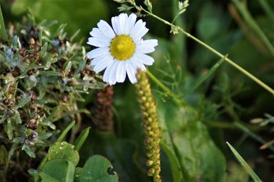 Close-up of white flowering plant