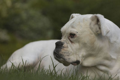 Close-up of a dog