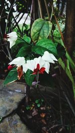 Close-up of flowers growing on plant