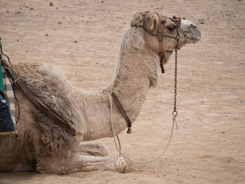 Close-up of horse on desert