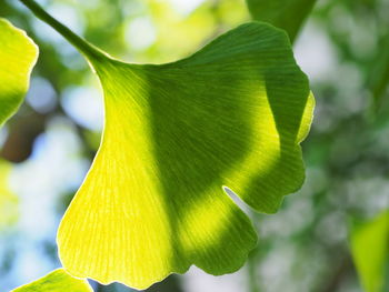 Close-up of yellow flowering plant leaves