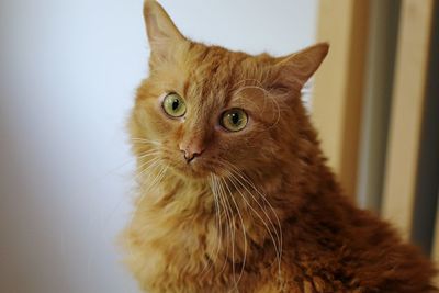 Close-up portrait of a cat