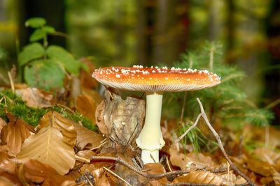 Close-up of fly agaric mushroom