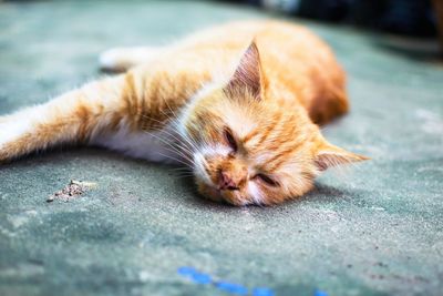 Close-up of cat sleeping