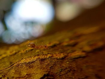 Close-up of insect on leaf