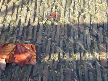 High angle view of wood