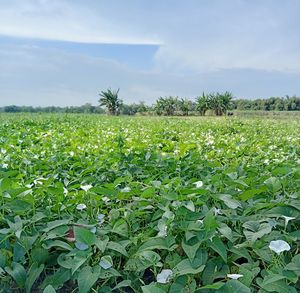 Plants growing on field against sky