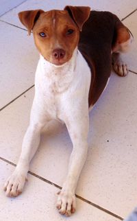 Portrait of dog sitting on floor