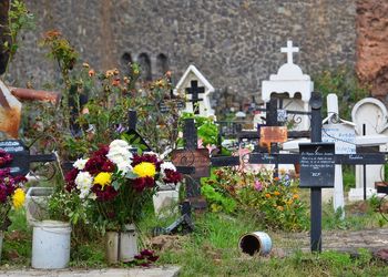 View of flowering plants at cemetery